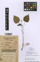 Image result for Laportea ovalifolia