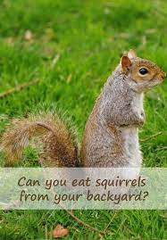 Can You Eat Squirrels From Your Backyard Backyard Animals Squirrel Get Rid Of Squirrels