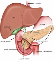 Read and learn the following words: How Does The Pancreas Work Informedhealth Org