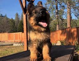 German shepherd dogs for sale in california. German Shepherd Puppies For Sale In California German Shepherd Breeder In Placerville Ca