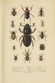 Atlas Dictionnaire Classique Des Sciences Naturelles Biodiversity Heritage Library Sciences Naturelles Insectes Dessin