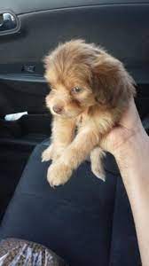 I have sold yorkie poo puppies in georgia, atlanta georgia, macon georgia, florida, california, texas, alabama, arizona, arkansas, colorado, connecticut, mississippi, south i have yorkie poo puppies for sale in a variety of colors black and tan yorkie poos, black and blue yorkie poos. Yorkie Poo Pets And Animals For Sale Houston Tx