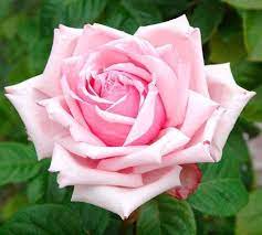 La France The First Hybrid Tea Rose Fragrant And Easy To Grow Hybridtearosesfragrant Hybrid Tea Roses Best Smelling Flowers Rose