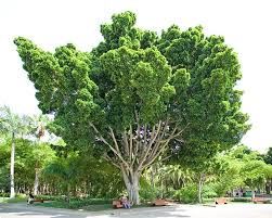Image result for Fuirena microcarpa