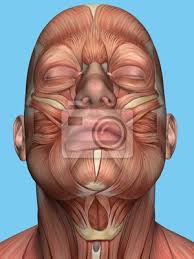 Support osseux de la tete et l'enveloppe protectrice de la moelle épinière cervicale : Anatomie Des Muscles Du Visage Et Du Cou Avec Muscle Platysma Autocollants Murales Examens Medicaux Physiologie Anatomique Myloview Fr