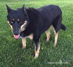 That might sound larger than you first thought but remember that his mother can grow up to 23 inches tall and weighs 50 pounds. Mixed Breed Dog Pictures With Bios 20