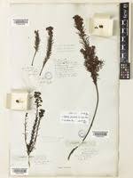 Image result for Euphorbia epicyparissias