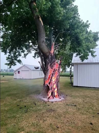 trees will occasionally be hit directly by lightning, causing the tree to burn from the inside or even sometimes just outright explode the tree doesn't burn the way you would think a