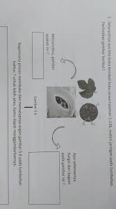 2 Selanjutnya Ayo Kita Buka Kembali Buku Siswa Halaman 1 136 Materi Jaringan Pada Brainly Co Id