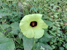 Image result for Hibiscus diversifolius