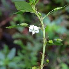 Image result for Sauvagesia