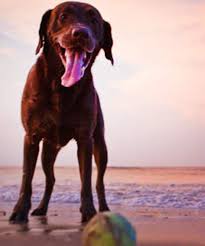 dog friendly beaches on the outer banks