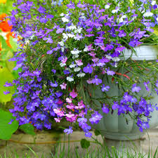 Image result for Lobelia erinus