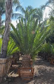 Image result for Cyathula natalensis