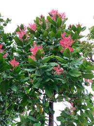 Image result for Triplaris