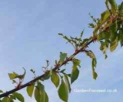 Severely infected trees should be removed entirely. Identify And Treat Pest And Diseases Of Cherry Tree