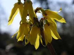 Image result for Oleaceae