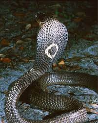 Hghjim Beautiful Snakes Cobra Snake Reptile Snakes