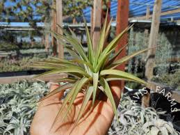 Image result for Bonamia velutina