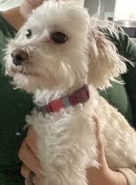 Foster or adopt a dog from our dog rescue program in orlando or central florida. Toy Poodle Rehoming Adoptable Pet Listings
