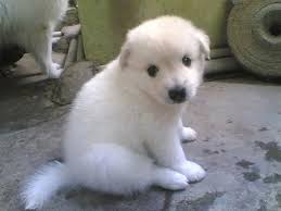 To answer this question is first to know that pomeranians are a toy breed. 2 Months Old Pomeranian Puppies Kottayam Zamroo