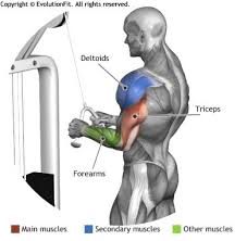 Propensities For Fit People Listen To Your Body Rutinas De Entrenamiento Entrenamiento De Triceps Rutinas De Ejercicio