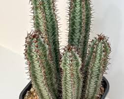 Image result for Euphorbia confinalis