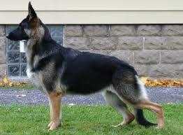 Black And Tan Coonhound German Shepherd Mix Image Result For Melanistic Black And Tan German Shepherd Shepherd Dog Breeds German Shepherd Melanistic