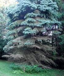 This fungus lives under the bark. What Is Spruce Decline And What Should You Do About It Christmas Trees