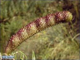 Image result for Adenocarpus mannii