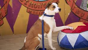 We provide essential services to an underserved, often forgotten community helping families to keep their beloved pets in their homes. Bruce The Dog On Love To The Rescue Breed Background Heavy Com