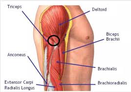 The supinator does just that: Shoulder Arm Pain During Overhead Lifts Physical Fitness Stack Exchange