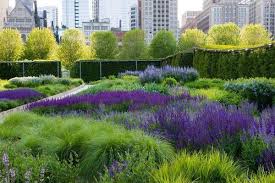 The Millennium Park Chicago The Lurie Garden By Gustafson Guthrie Nichol Piet Oudolf Ltd Landsca Garden Landscape Design Dutch Gardens Landscape Design