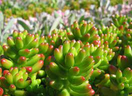 California nursery specialties cactus ranch. Bible Stories Are True Time With God The Lord Lives Let The God Of My Salvation Be Exalted Low Maintenance Plants Succulents Cacti And Succulents