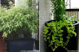 Selon la taille de vos bambous à l'âge adulte, vous opterez pour un pot de. Bambou En Pot Comment Cultiver En 5 Points Promesse De Fleurs