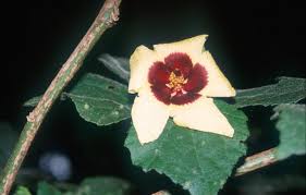 Image result for Abutilon longicuspe