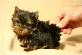 Miniature Black And Brown Yorkie Yorkshire Terrier Miniature Yorkie Puppy Yorkie Animal Lover