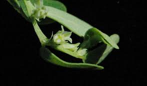 Image result for Phyllanthus hutchinsonianus