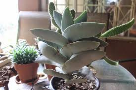 Image result for Crassula perfoliata