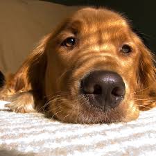 My name is ines opifanti and i am a photographer from hamburg, germany. Study Dogs Really Do Look Like Their Owners Vox