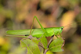 Image result for Ruspolia