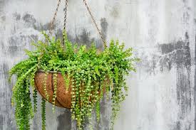 The draping branches spill out over the container to create a magnificent display for a front porch or backyard patio. 27 Best Plants To Use In Hanging Baskets Horticulture Co Uk