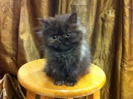 Http Petstoday Tumblr Com Pets Today Persian Kittens Cats Cute Cats