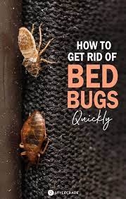 How To Get Rid Of Bed Bugs Quickly You Are Sleeping Peacefully In Your Comfortable Bed Suddenly You Have An Uncont Bed Bugs Rid Of Bed Bugs Bed Bug Remedies