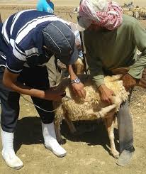 Reestablishment Of The Livestock Vaccination Program In