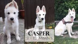 Hi i'm raven and i was born march 22nd, 2021. Casper 2 12 Months White German Shepherd Youtube