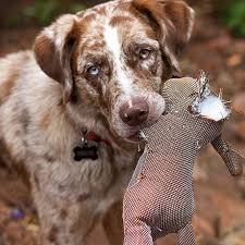 Why You Should Never Do This When Leaving Your Dog Home Alone Dogs N Stuff In 2020 American Dog Anxious Dog Your Dog