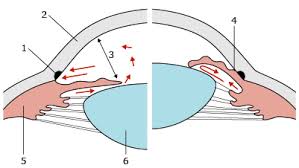 W komórkach zwojowych żaby, myszy i ludzi wykryto melanopsynę, odpowiadającą prawdopodobnie za regulację rytmu dobowego. Budowa Narzadu Wzroku Okulistyka Medycyna Praktyczna Dla Pacjentow