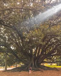 This Was The Biggest Tree We Had Ever Seen I Took A Photo Without A Person In It And It Didn T Ha Western Australia Travel Australia Travel How To Take Photos