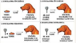 Psikolojide Ogrenme Nedir Ogrenme Turleri Ve Surecleri Nelerdir Psikoloji Bilimi